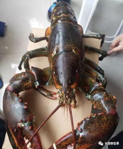 四毛龙虾爆料怎么做视频,揭秘视频制作背后的秘密